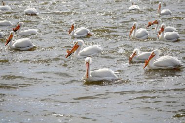 Amerikan beyaz pelikanları Pelecanus erythrorhynchos De Pere, Wisconsin su barajı yakınlarındaki Fox nehrinin sularında takılıyor ve yüzüyor..