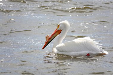 Amerikan beyaz pelikanları Pelecanus erythrorhynchos De Pere, Wisconsin su barajı yakınlarındaki Fox nehrinin sularında takılıyor ve yüzüyor..