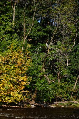 Güzel Büyük Mavi Balıkçıl takılıyor
