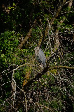 Güzel Büyük Mavi Balıkçıl takılıyor