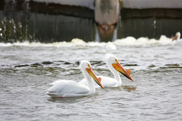 American White Pelicans Pelecanus Erythrorhynchos Hanging Out Swimming Waters Fox — Stock Photo, Image