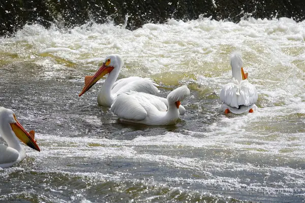 Amerikan beyaz pelikanları Pelecanus erythrorhynchos De Pere, Wisconsin su barajı yakınlarındaki Fox nehrinin sularında takılıyor ve yüzüyor..