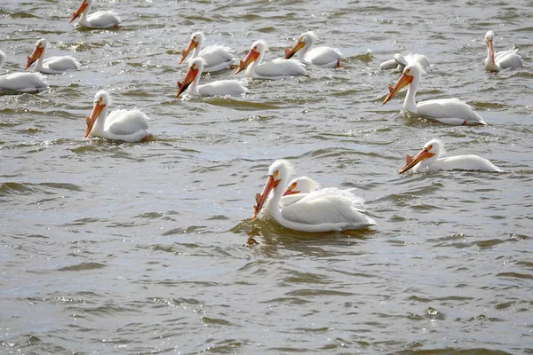 American White Pelicans Pelecanus Erythrorhynchos Hanging Out Swimming Waters Fox — Stock Photo, Image