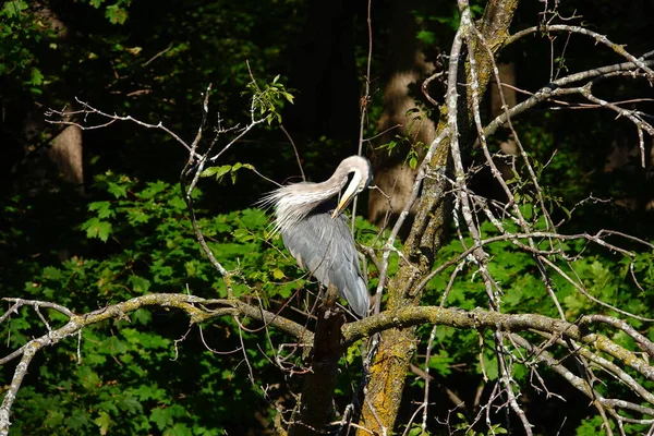 Beautiful Great Blue Heron Hanging Out — Stock Photo, Image