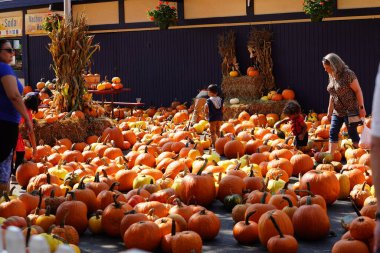 Milwaukee, Wisconsin ABD - 30 Eylül 2023: Aileler Wisconsin Eyalet Fuarı 'nda toplanarak Hasat Fuarı' nın balkabağı tarlasından balkabağı topladılar.