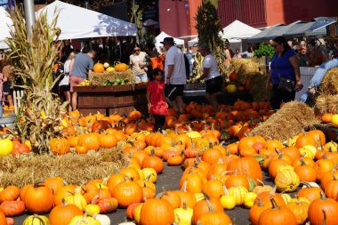 Milwaukee, Wisconsin ABD - 30 Eylül 2023: Aileler Wisconsin Eyalet Fuarı 'nda toplanarak Hasat Fuarı' nın balkabağı tarlasından balkabağı topladılar.