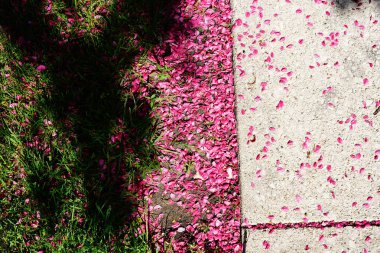 Wisconsin 'in Fond du Lac şehrinde çiçek açma mevsiminin erken saatlerinde kiraz ağacı pembe çiçek yaprakları çimentoya düştü.