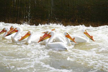 Amerikan beyaz pelikanları Pelecanus erythrorhynchos De Pere, Wisconsin su barajı yakınlarındaki Fox nehrinin sularında takılıyor ve yüzüyor..