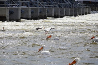 Amerikan beyaz pelikanları Pelecanus erythrorhynchos De Pere, Wisconsin su barajı yakınlarındaki Fox nehrinin sularında takılıyor ve yüzüyor..