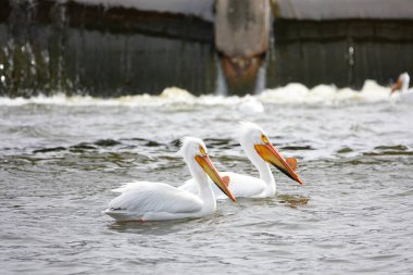 Amerikan beyaz pelikanları Pelecanus erythrorhynchos De Pere, Wisconsin su barajı yakınlarındaki Fox nehrinin sularında takılıyor ve yüzüyor..