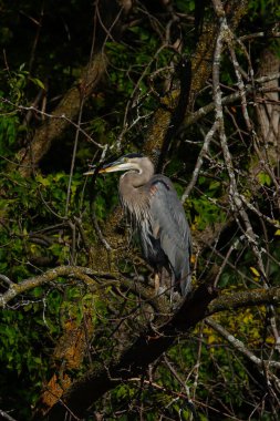 Güzel Büyük Mavi Balıkçıl takılıyor
