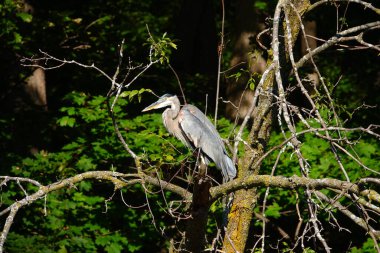 Güzel Büyük Mavi Balıkçıl takılıyor