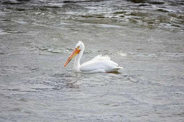 Amerikan beyaz pelikanları Pelecanus erythrorhynchos De Pere, Wisconsin su barajı yakınlarındaki Fox nehrinin sularında takılıyor ve yüzüyor..