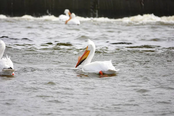 stock image American white pelicans Pelecanus erythrorhynchos hanging out and swimming in the waters of Fox river near De Pere, Wisconsin water dam waiting for fish to eat.