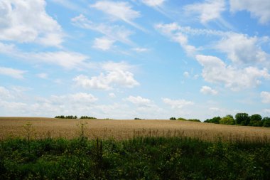 Çiftlik arazilerinde yetişen buğday tarlaları Sevimli du lac 'ın dışında, Wisconsin temmuz ayında.