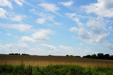 Çiftlik arazilerinde yetişen buğday tarlaları Sevimli du lac 'ın dışında, Wisconsin temmuz ayında.
