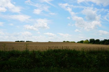 Çiftlik arazilerinde yetişen buğday tarlaları Sevimli du lac 'ın dışında, Wisconsin temmuz ayında.