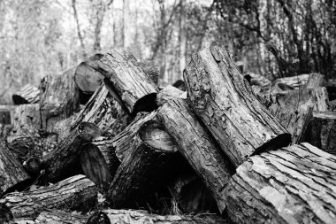 Bir ormanda kesilen ağaç kütükleri bulundu.