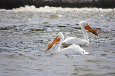 Amerikan beyaz pelikanları Pelecanus erythrorhynchos De Pere, Wisconsin su barajı yakınlarındaki Fox nehrinin sularında takılıyor ve yüzüyor..