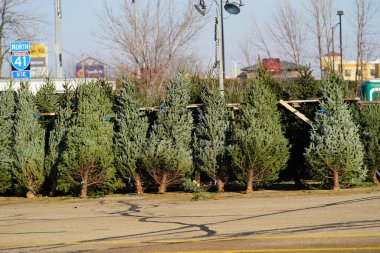 Fond du Lac, Wisconsin USA - November 30th, 2023: Balsam Fir Evergreen Christmas trees setup outside on a lot to be sold to the community for the Holiday Christmas.