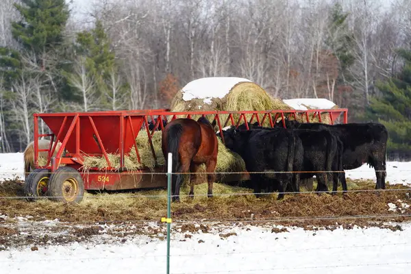 Cows and horses feed from red bale feeder during the winter.