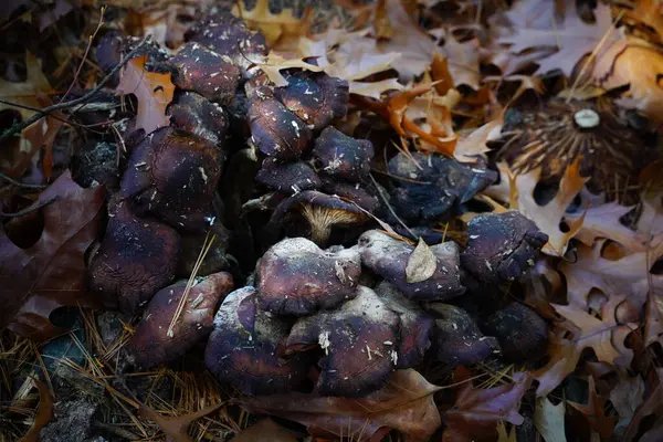 Black mushrooms in the forest uncultivated fungus in autumn growing on the ground.