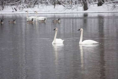 Trompetçi kuğular soğuk bir gölde birlikte yüzerler..