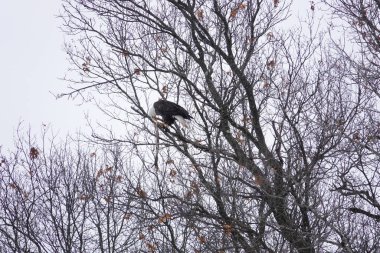 Kuzey Amerikalı kel kartal haliaeetus leucocephalus Wisconsin 'deki soğuk kış boyunca ağaçlara tünemiştir..
