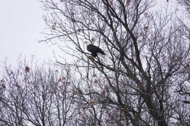 Kuzey Amerikalı kel kartal haliaeetus leucocephalus Wisconsin 'deki soğuk kış boyunca ağaçlara tünemiştir..