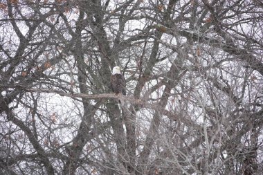 Kuzey Amerikalı kel kartal haliaeetus leucocephalus Wisconsin 'deki soğuk kış boyunca ağaçlara tünemiştir..