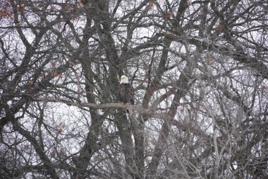 Kuzey Amerikalı kel kartal haliaeetus leucocephalus Wisconsin 'deki soğuk kış boyunca ağaçlara tünemiştir..