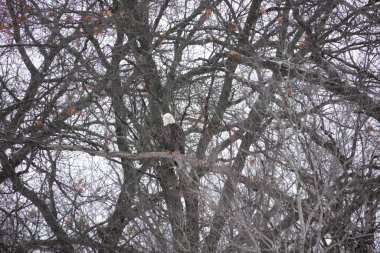 Kuzey Amerikalı kel kartal haliaeetus leucocephalus Wisconsin 'deki soğuk kış boyunca ağaçlara tünemiştir..