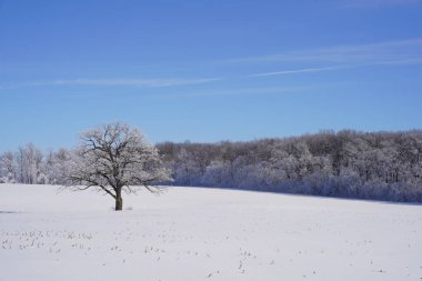 Campbellsport, Wisconsin 'in dışındaki dondurucu kış manzarası