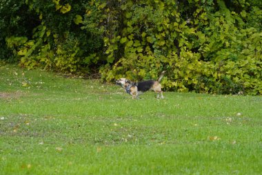 Parktaki köpek
