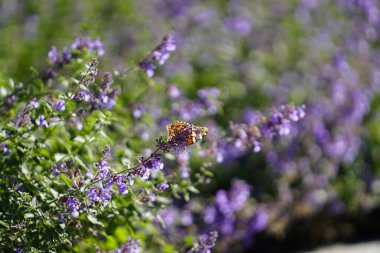 Boyalı kadın güve kelebeği mor kedi otu çiçekleriyle beslenir.