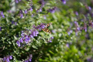 Boyalı kadın güve kelebeği mor kedi otu çiçekleriyle beslenir.
