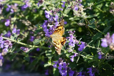 Painted lady moth butterfly feeds on purple catnip flowers clipart