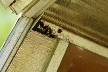 Sphex Pensylvanicus, büyük siyah eşekarıları metal kamyon karavanında yuva yapıyorlar..