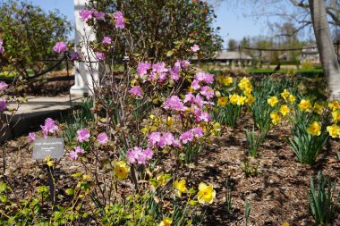 Parkta çiçek açan