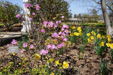 Parkta çiçek açan