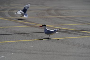 Hydroprogne Caspia Caspian Tern birds hanging out on a parking lot basking in the sun. clipart