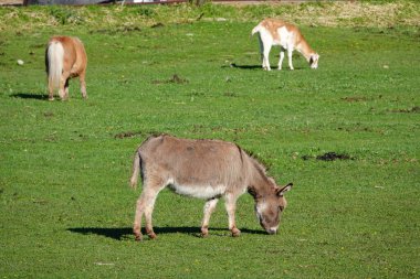 Atlar, minyatür atlar ve tarlada otlayan eşekler.