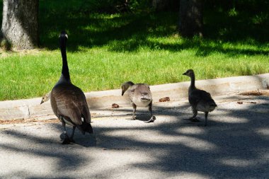 Kanadalı bir kaz ailesi yaz boyunca parkta takılıyor..