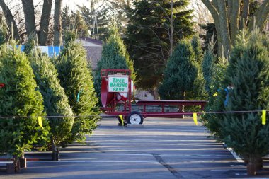 Balsam, Noel Ağaçları bir otoparkta satılıyor..