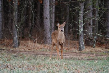 Beyaz kuyruklu Virginia geyiği (Odocoileus virginianus) bir ormanın yakınında duruyor..