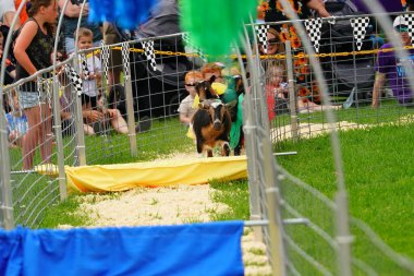 Fond du Lac, Wisconsin USA - 7 Haziran 2025: Toplum etkinliği sırasında şirin keçiler renkli etekler içinde kafes etrafında yarışıyorlar.
