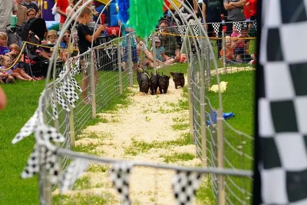 Fond du Lac, Wisconsin USA - 7 Haziran 2025: Küçük siyah domuzcuklar bir topluluk etkinliği sırasında kafeslenmiş bir pistte yarışıyorlar.