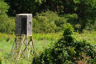 Orman bölgesinde insan yapımı geyik avlama ağacı standı.