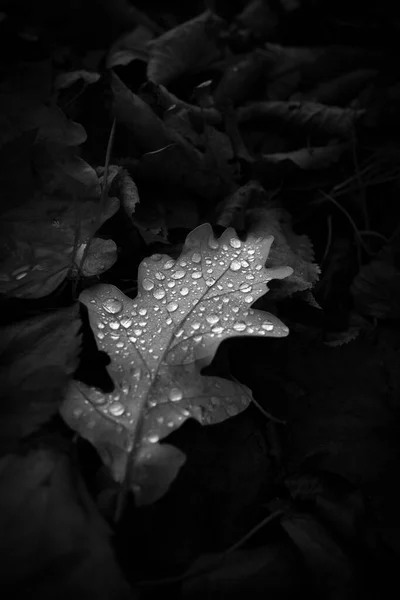 Дубовий Лист Покритий Деякими Дощовими Пагонами Лежить Землі Восени — стокове фото