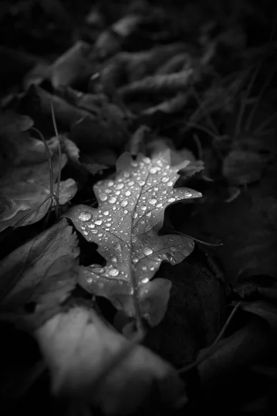 Дубовый Лист Покрытый Каплями Дождя Лежит Земле Осенью — стоковое фото
